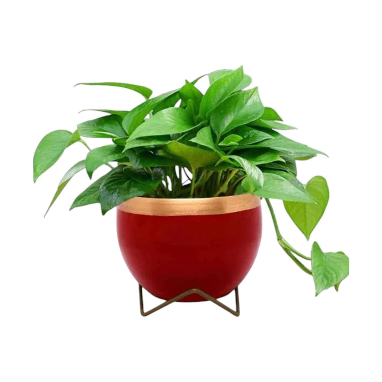 Premium 5" Orchid Pot Collection - Elegant Designs with Stand - Nestern