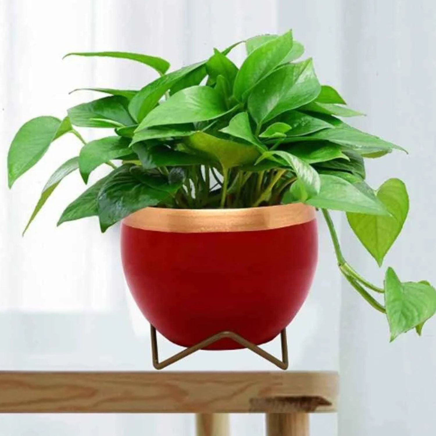 Premium 5" Orchid Pot Collection - Elegant Designs with Stand - Nestern