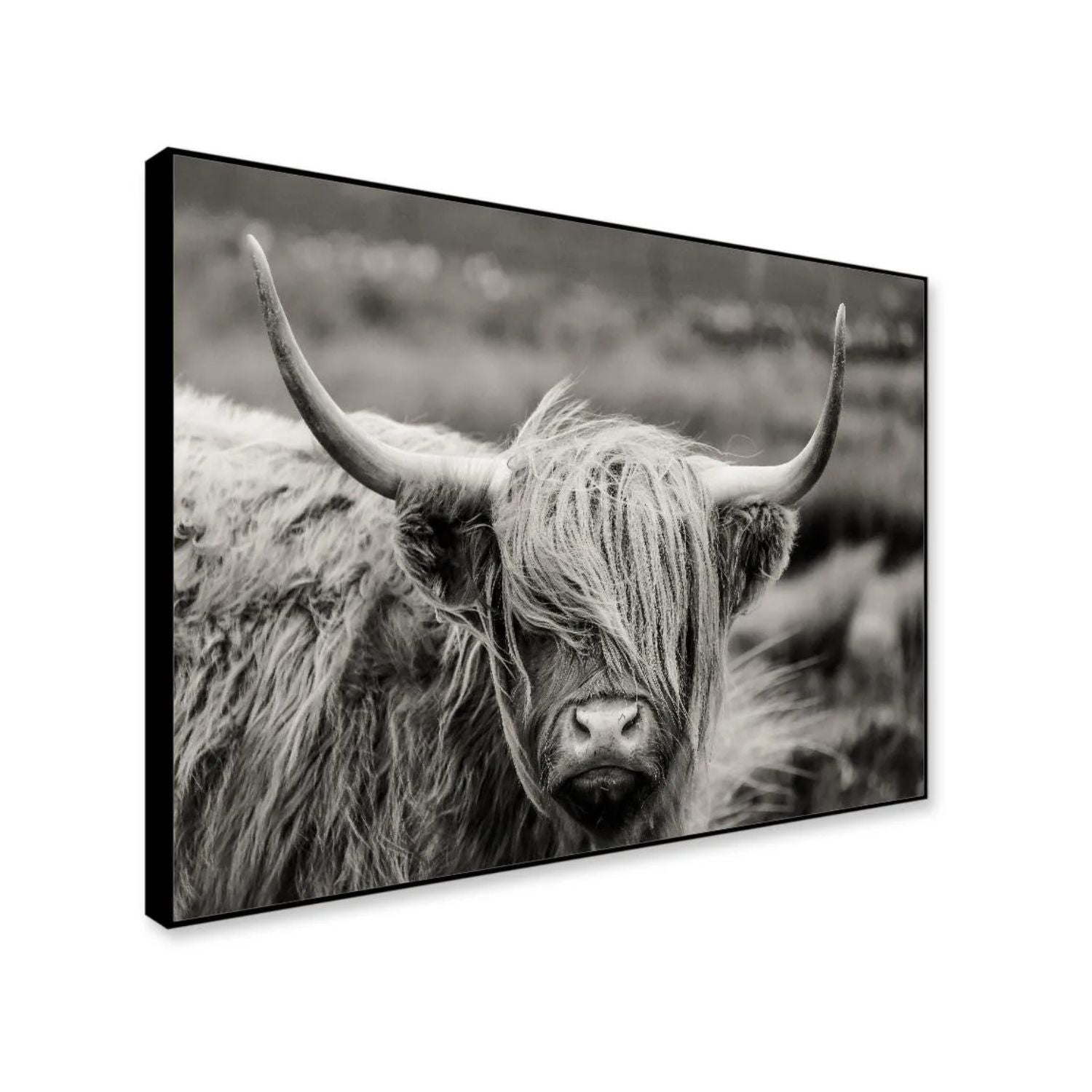 Stunning Black and White Highland Cow Canvas Wall Art
