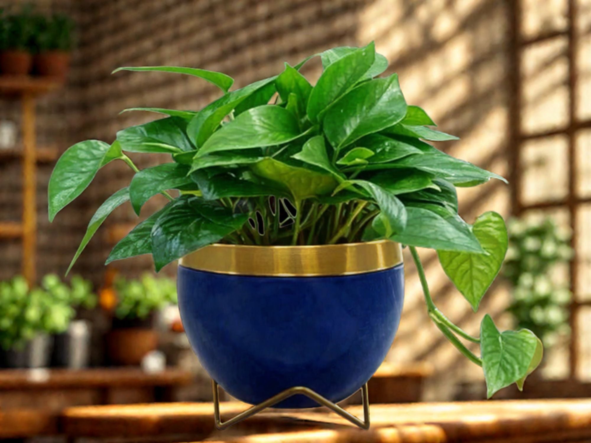 Premium 5" Orchid Pot Collection - Elegant Designs with Stand - Nestern