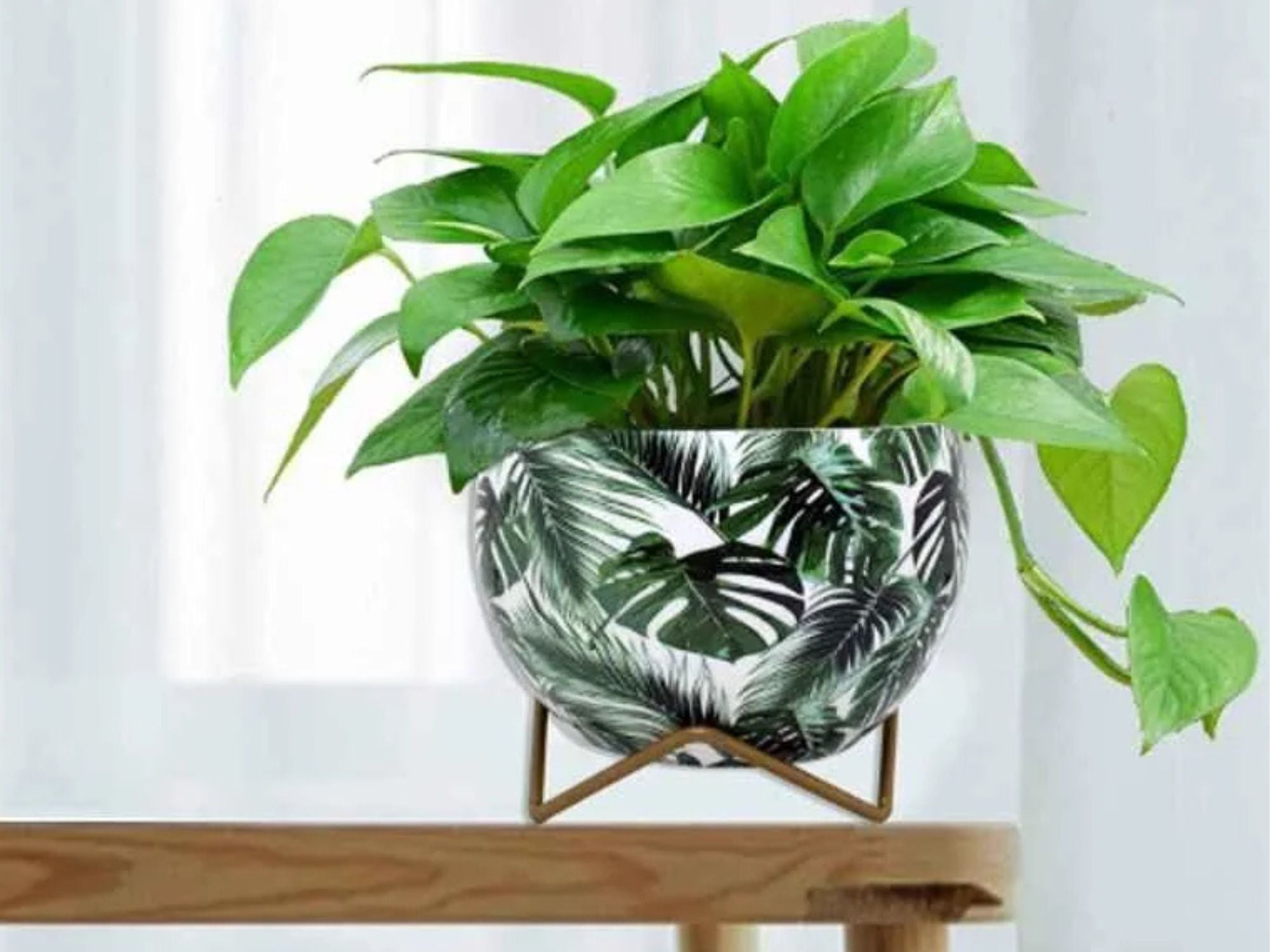 Premium 5" Orchid Pot Collection - Elegant Designs with Stand - Nestern