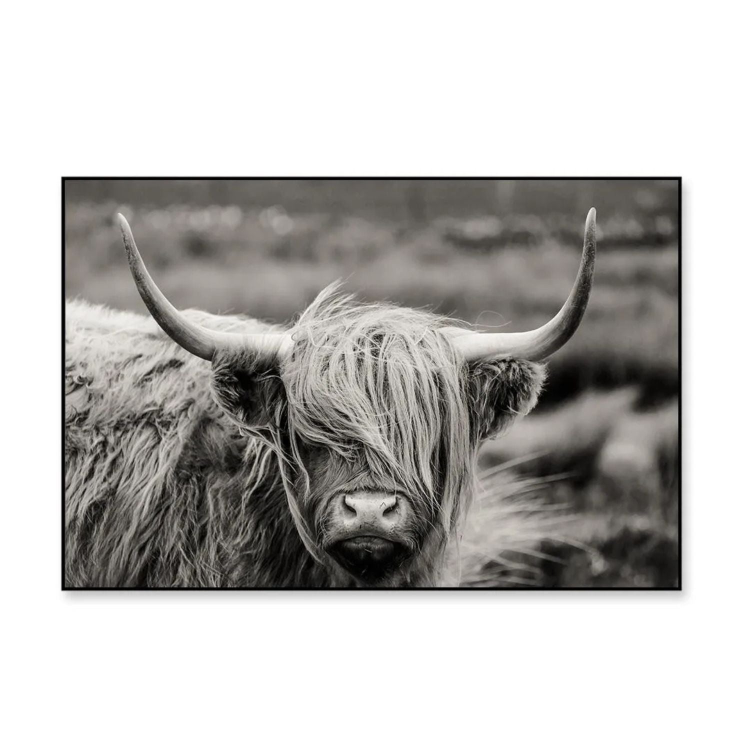 Stunning Black and White Highland Cow Canvas Wall Art
