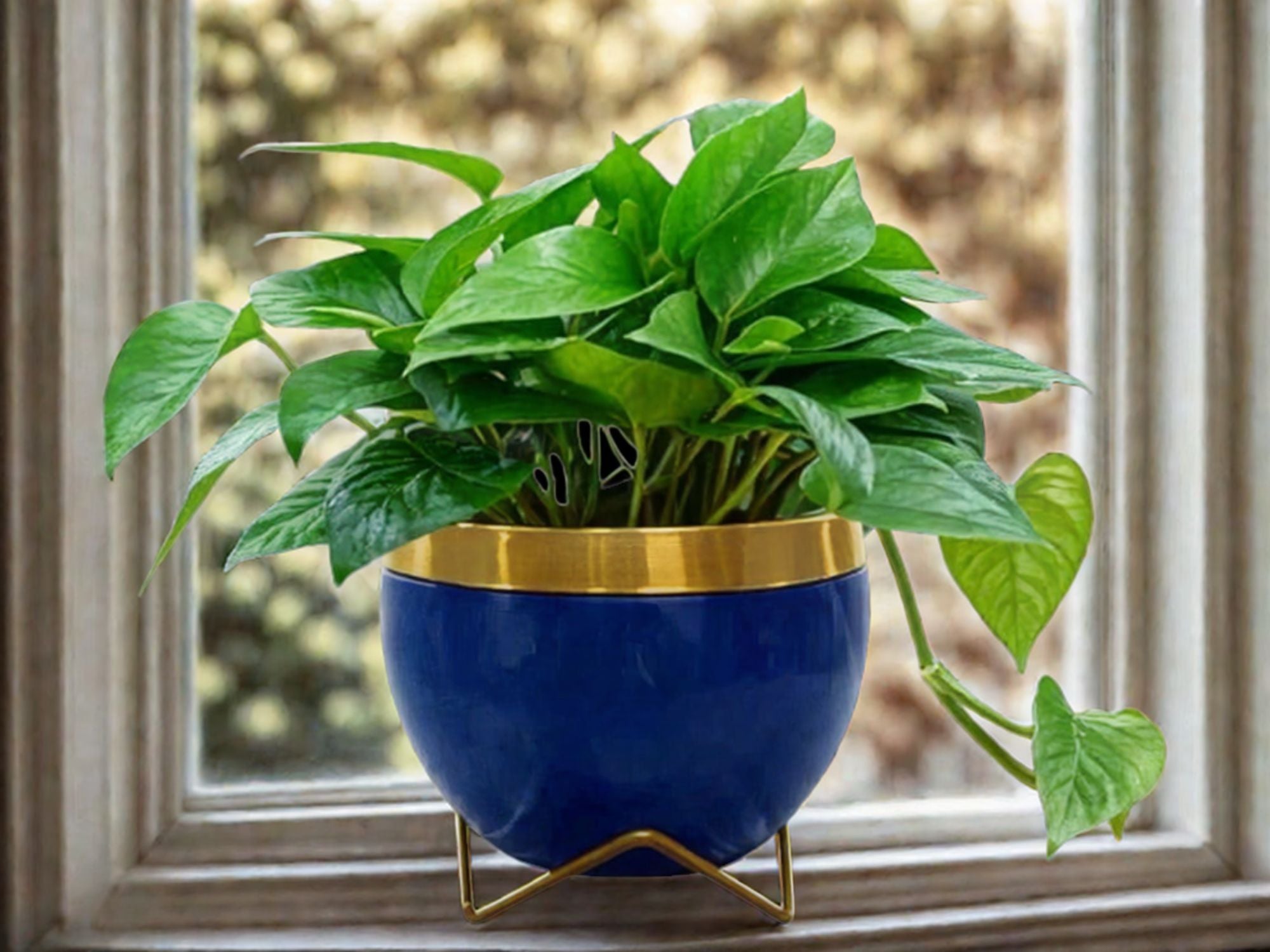 Premium 5" Orchid Pot Collection - Elegant Designs with Stand - Nestern