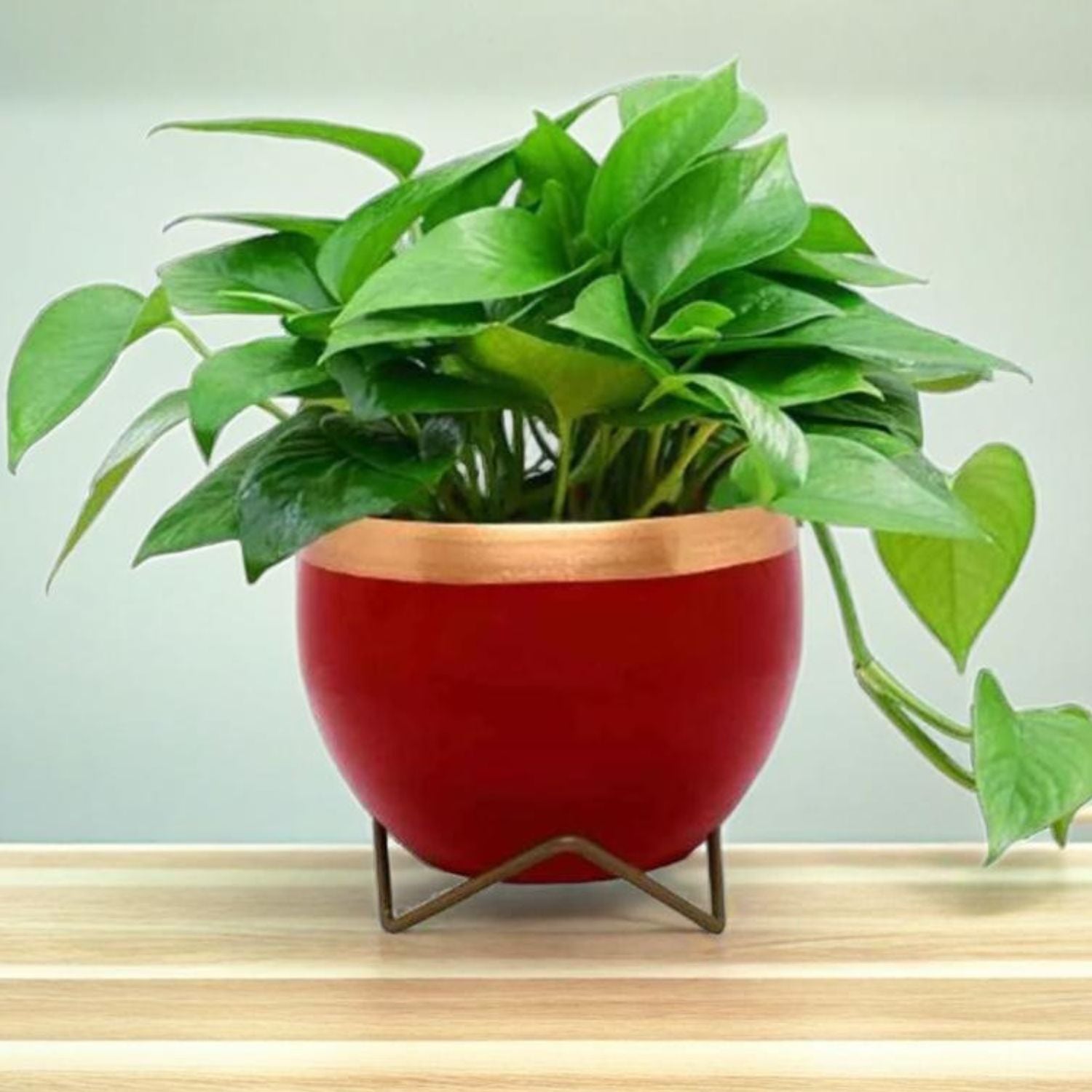 Premium 5" Orchid Pot Collection - Elegant Designs with Stand - Nestern