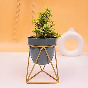 Modern Black & Gold Metal Planter – Stylish Indoor Decor