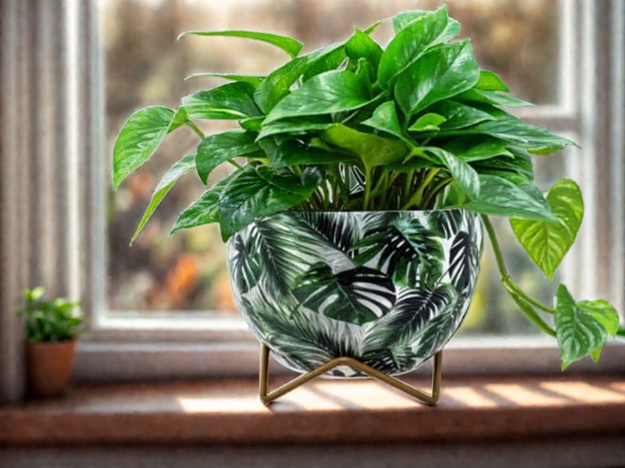 Premium 5" Orchid Pot Collection - Elegant Designs with Stand - Nestern