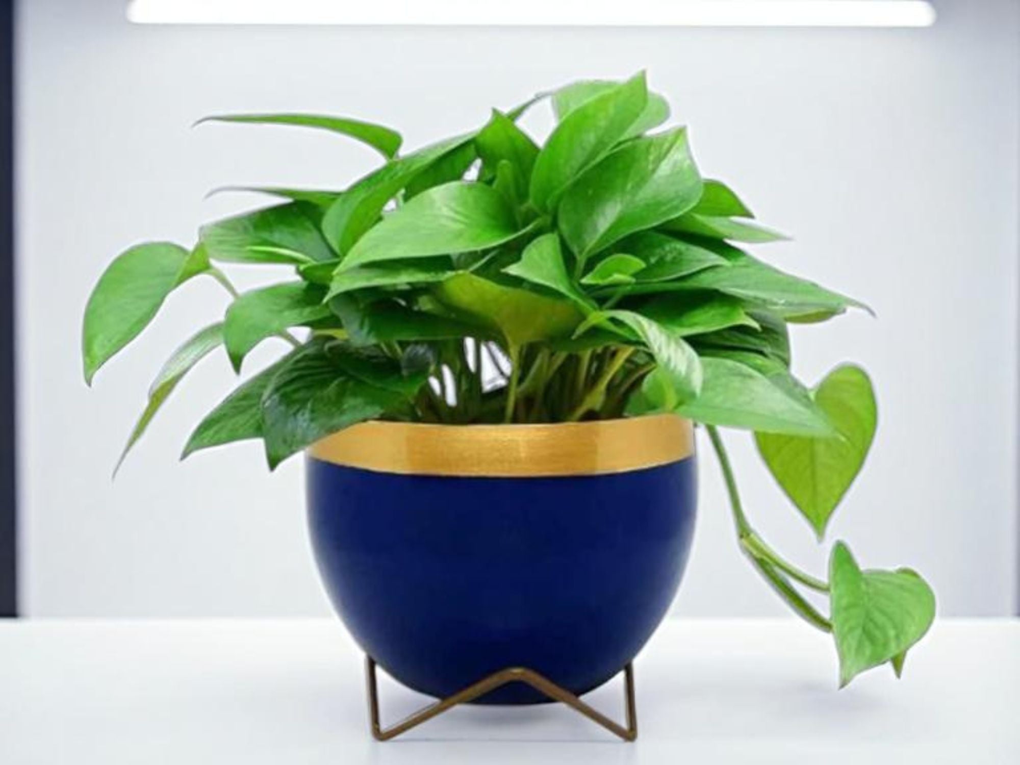 Premium 5" Orchid Pot Collection - Elegant Designs with Stand - Nestern