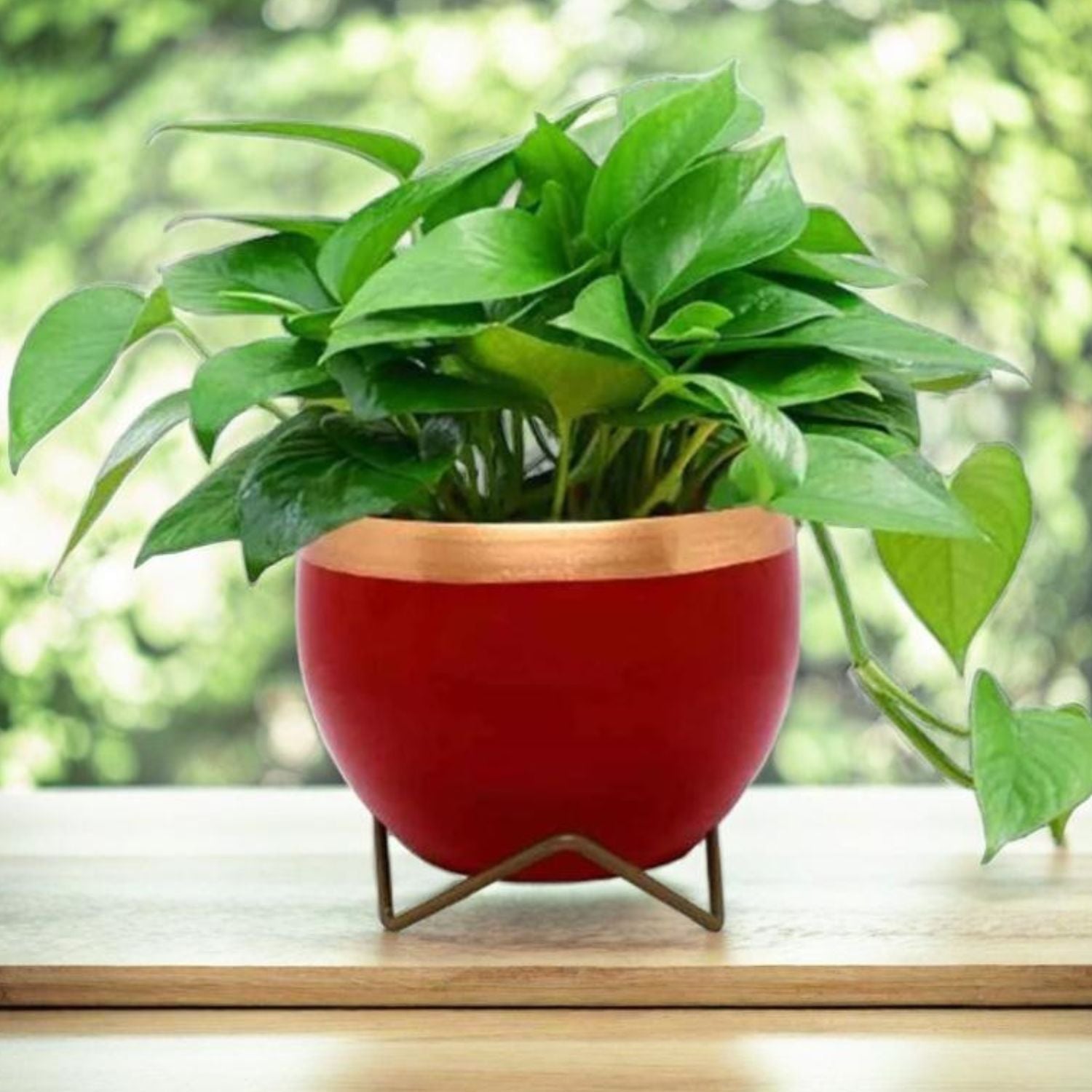 Premium 5" Orchid Pot Collection - Elegant Designs with Stand - Nestern