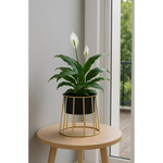 Modern Black Planter with Golden Metal Stand – Stylish Indoor Decor Pot