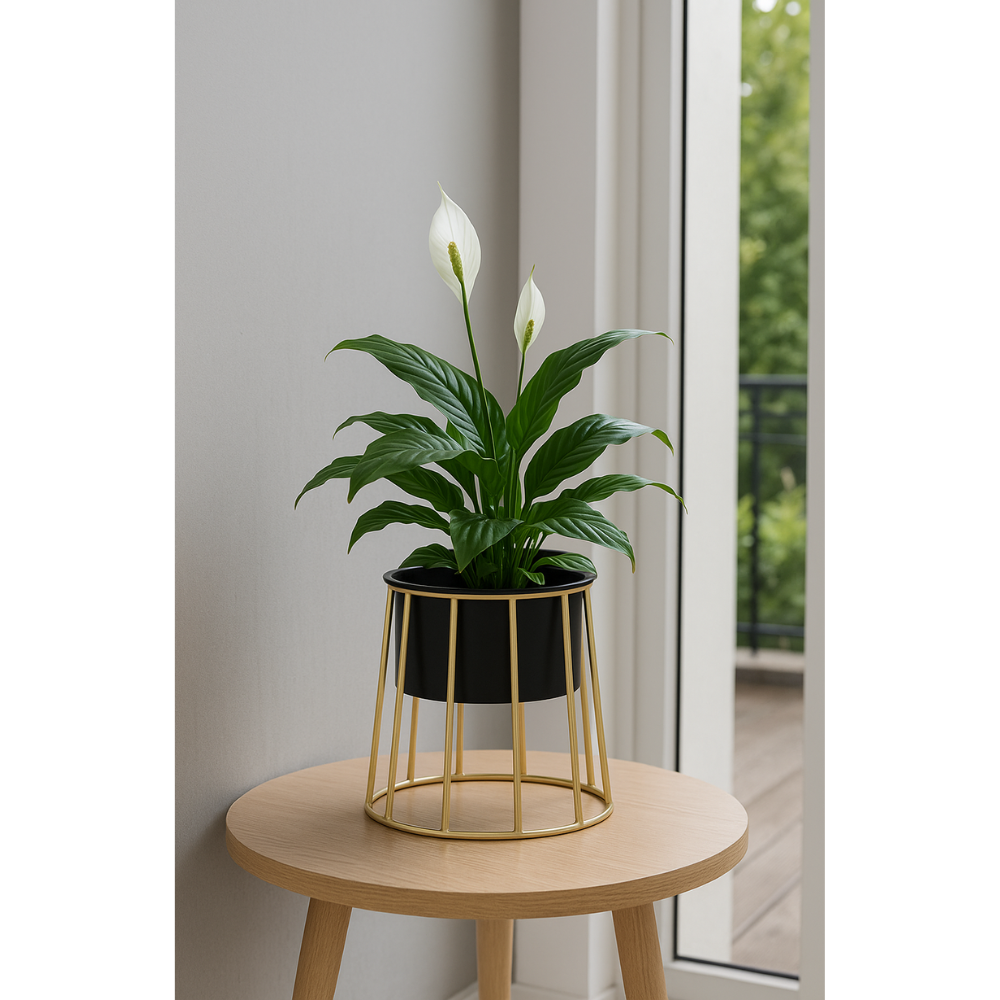 Modern Black Planter with Golden Metal Stand – Stylish Indoor Decor Pot