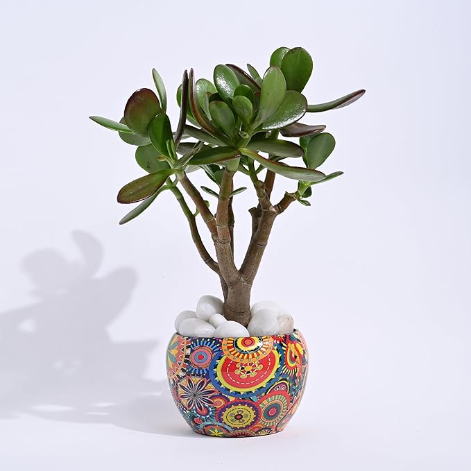 Vibrant Ceramic Planter with Tray – Boho Chic Flower Pot