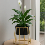 Modern Black Planter with Golden Metal Stand – Stylish Indoor Decor Pot