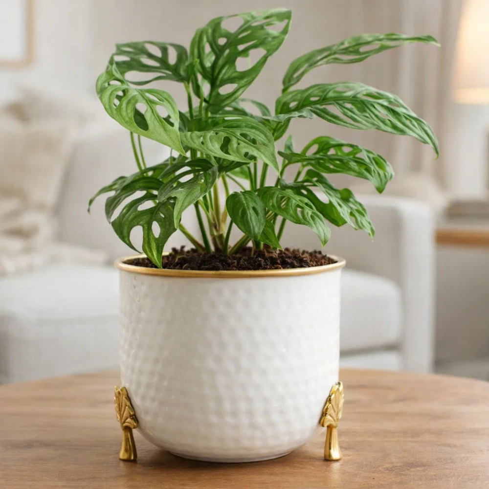 Textured White Ceramic Planter with Gold Legs – Modern Decorative Indoor Plant Pot for Tabletop & Living Room Décor