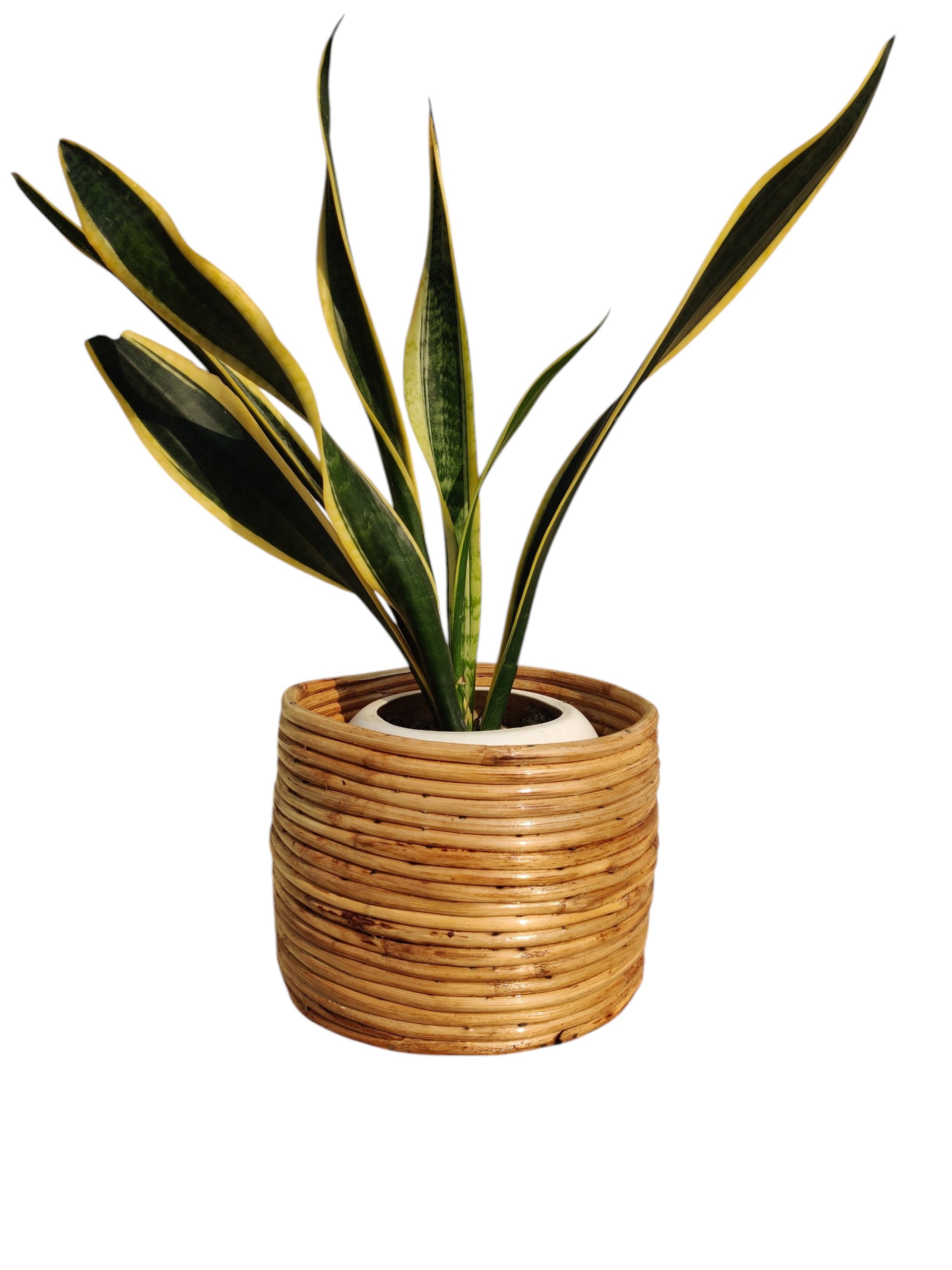 Handcrafted Rattan Planter Basket for Indoor Plants and Décor